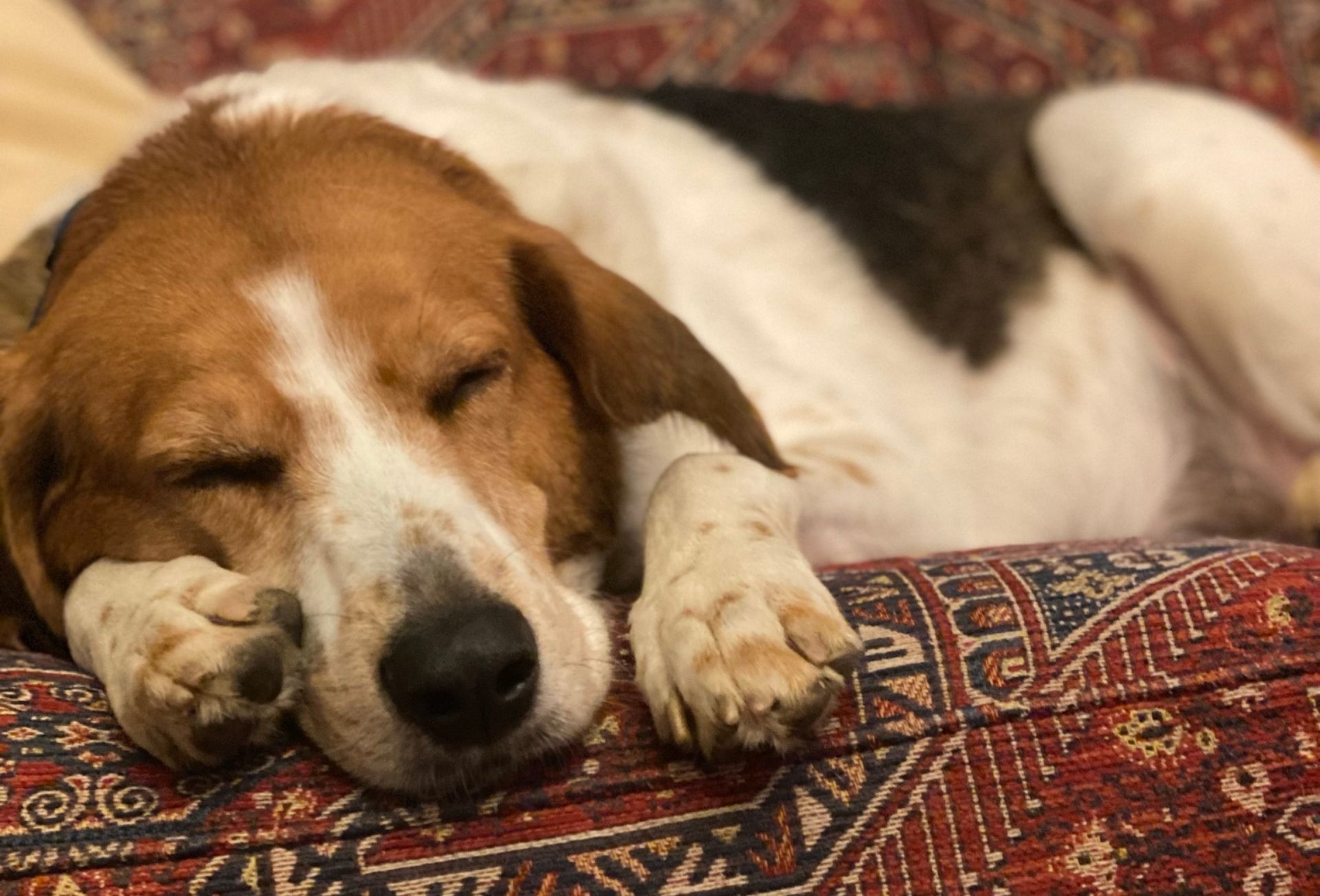 A peaceful dog resting comfortably on a couch