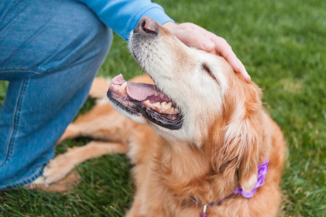 person petting an old dog