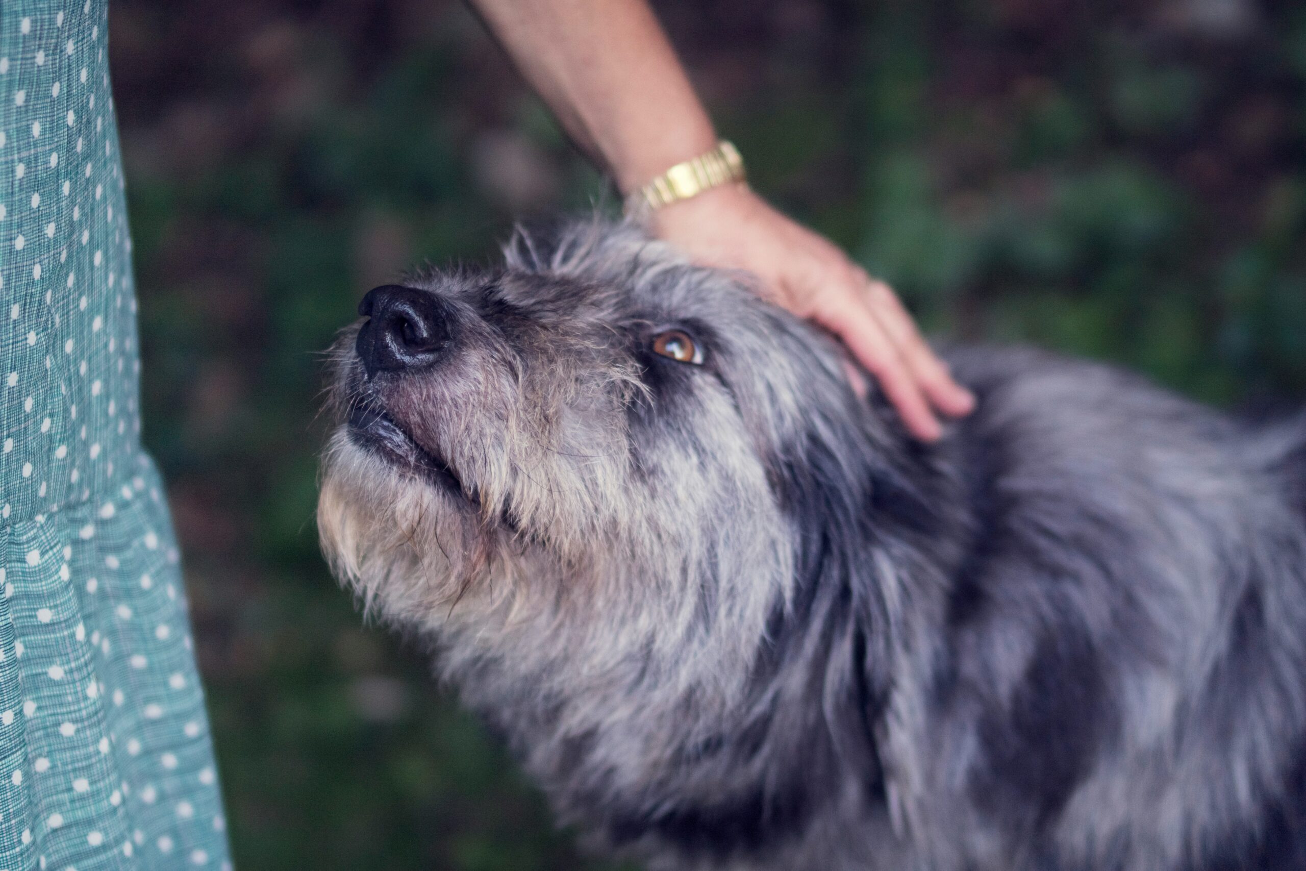 person petting an old dog