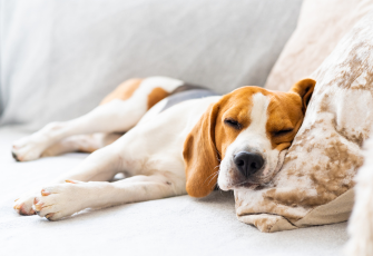 Image of a peaceful dog resting comfortably on a couch