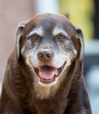 senior dog with nasal tumor receiving palliative care at home