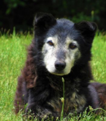 Older dog with arthritis resting comfortably