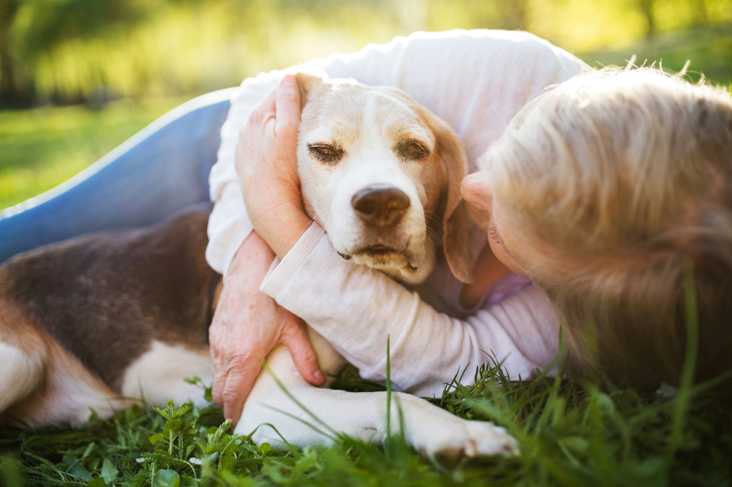 Pet parent comforting senior dog Pet parent comforting a senior dog