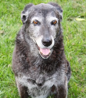 Diabetes In Dogs