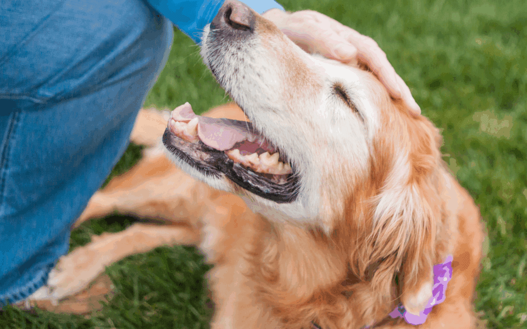 Cancer in Dogs
