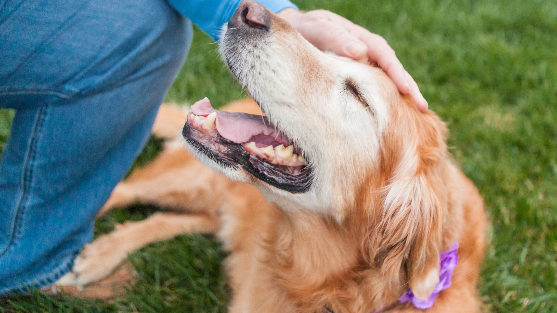 Senior golden retriever resting peacefully - representing comfort care for dogs with cancer.