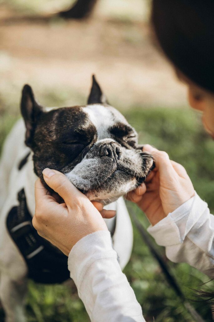 Owner comforting a small dog outdoors