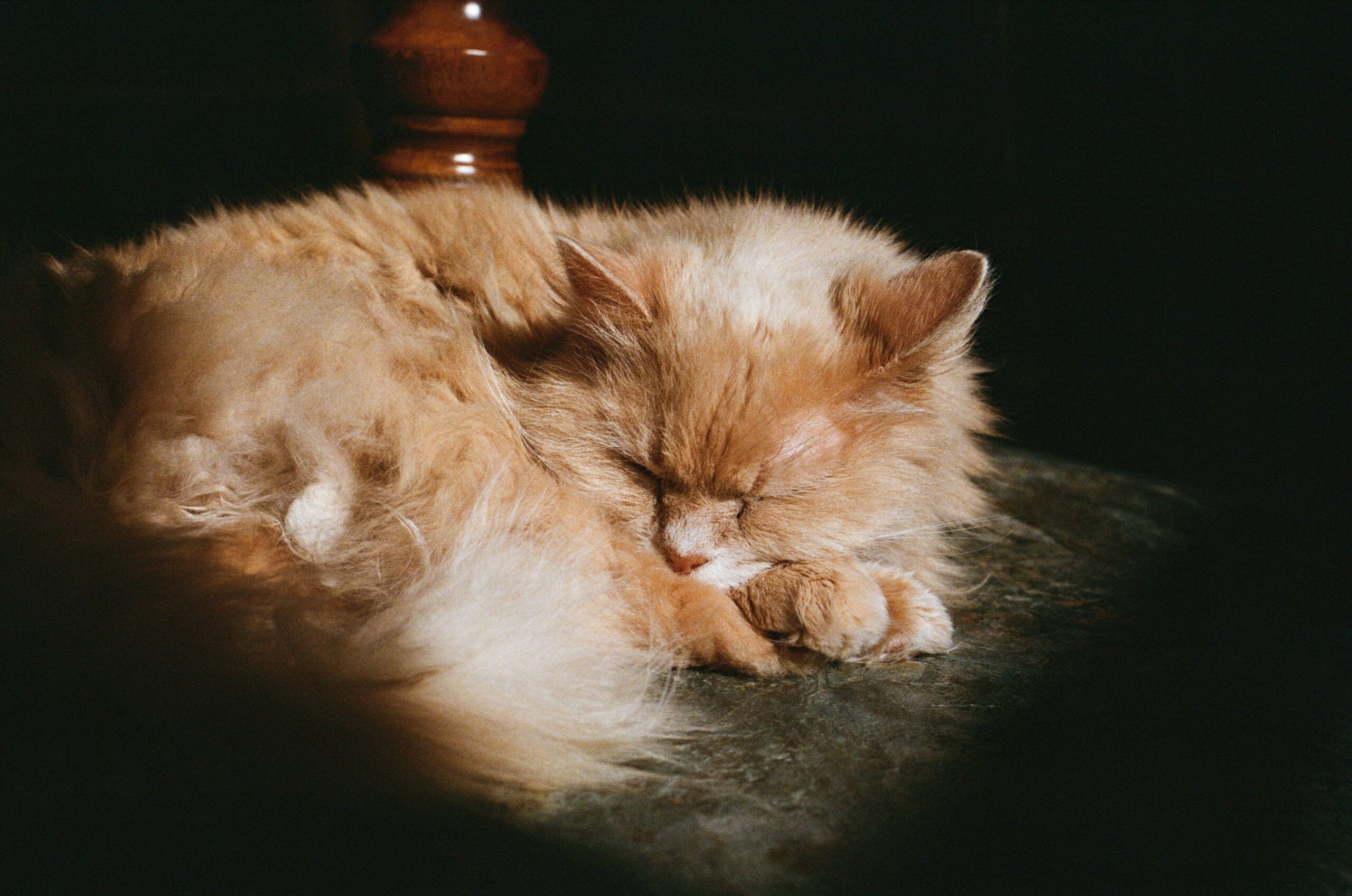 hospice cat relaxed and happy on gabapentin