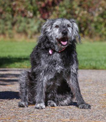 senior dog