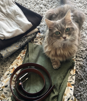 cat with chronic kidney disease hospice care