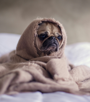 cute dog