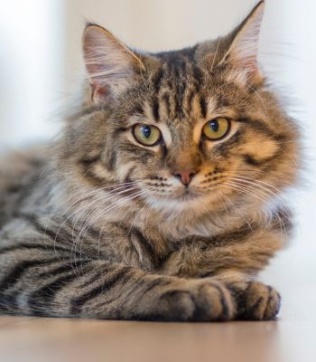 cute cat