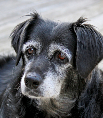old dog