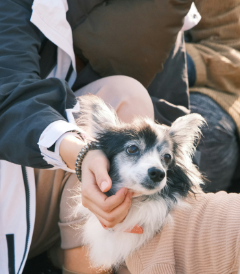Dog with chronic bronchitis