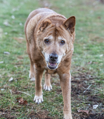 older dog