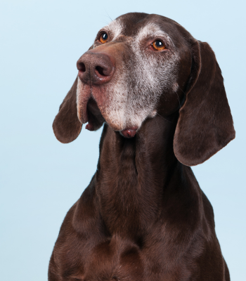 brown dog