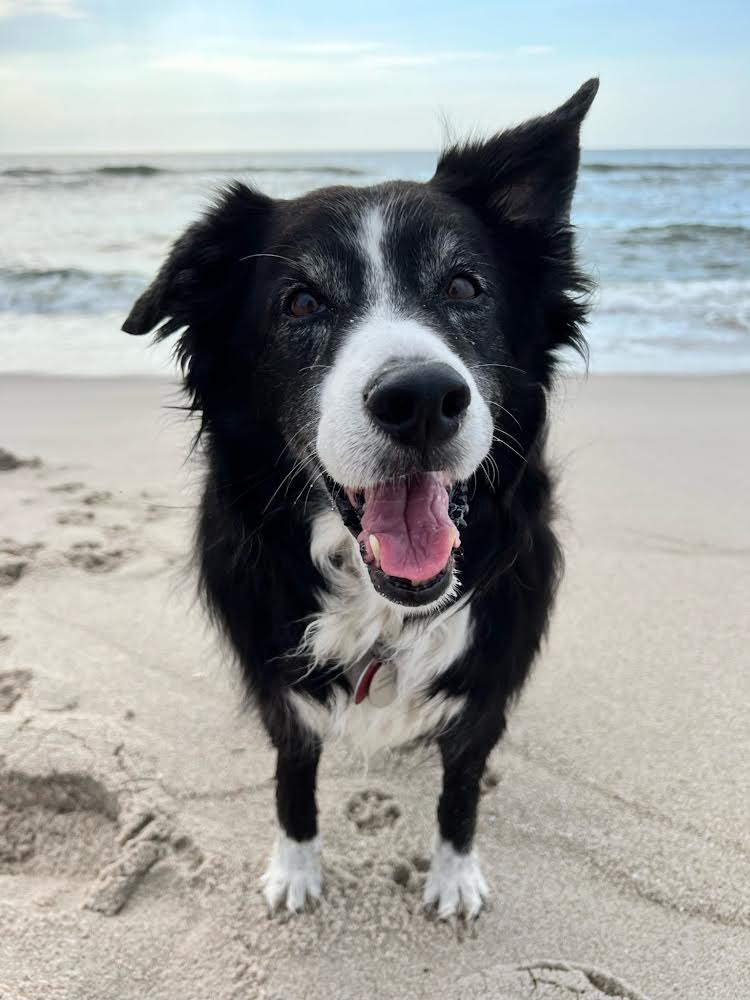 Happy elderly dog on the beach