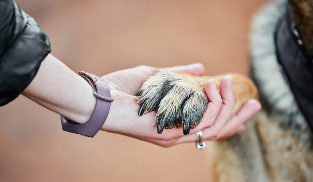 Person gently holding dog paw