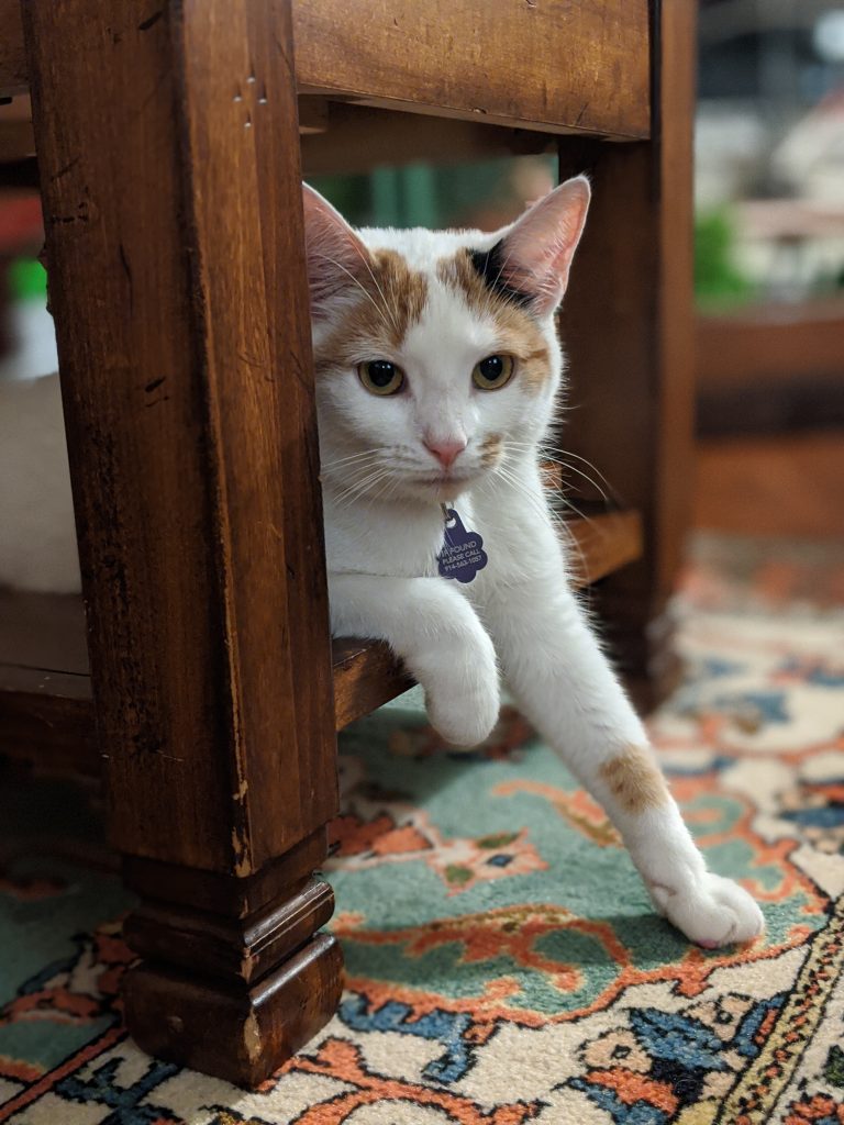 cat relaxing comfortably at home