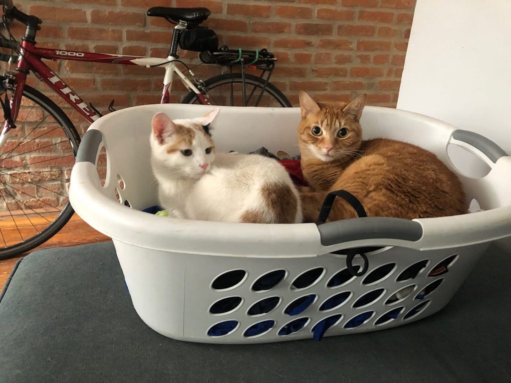 Pet cats resting calmly together at home