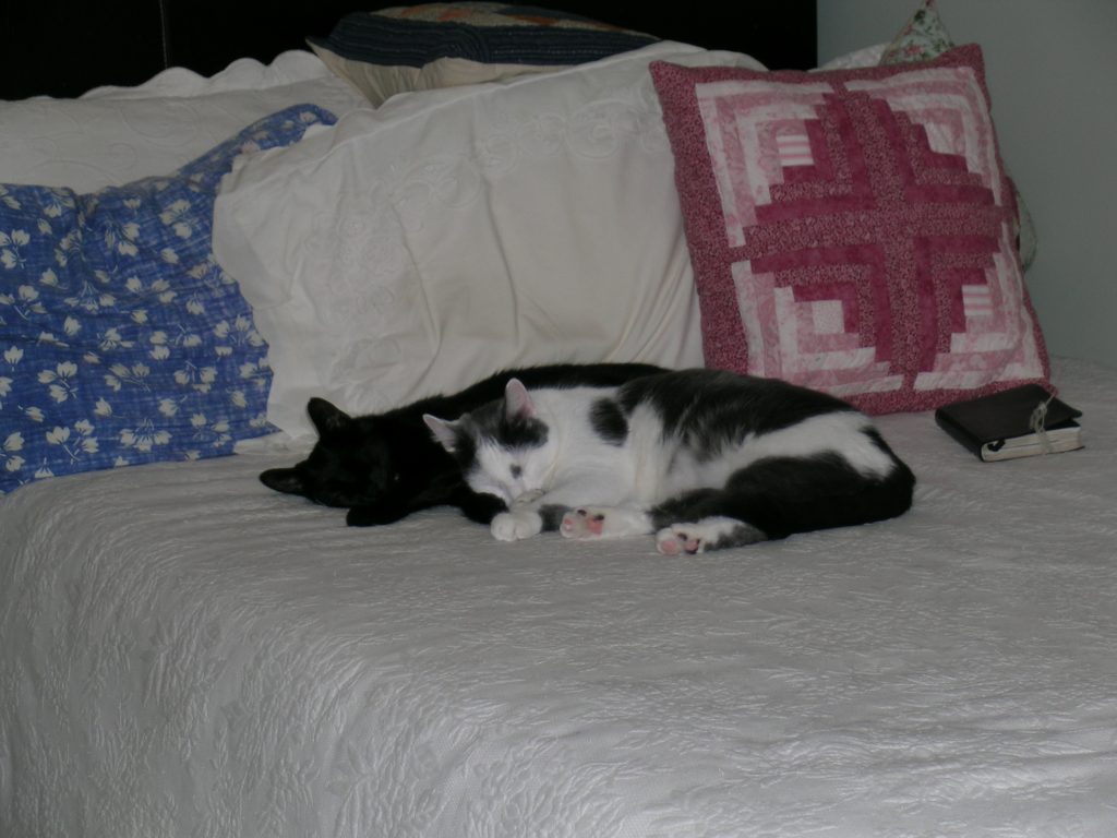 Senior cat on hospice resting peacefully