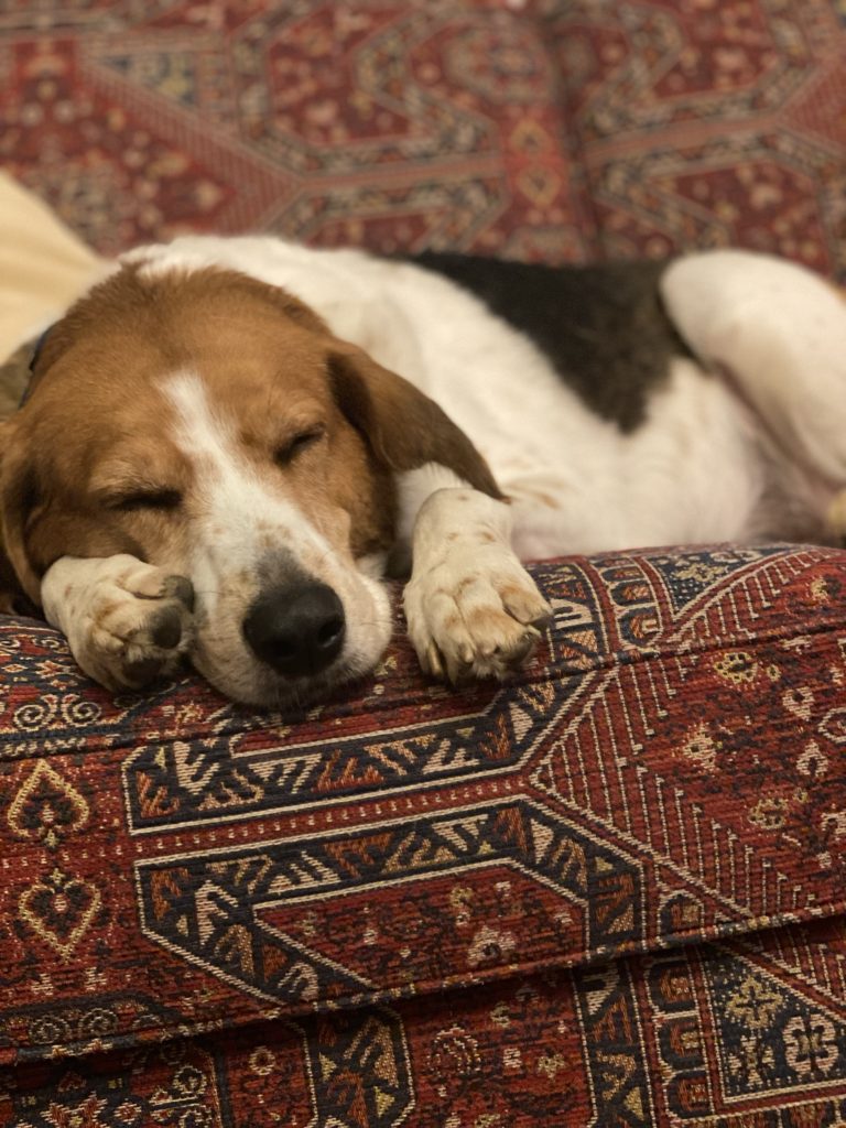 Elderly dog sleeping comfortably on a couch