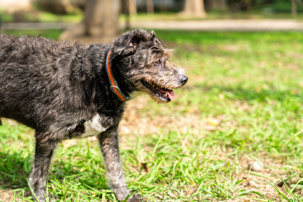 Senior Dog with arthritis