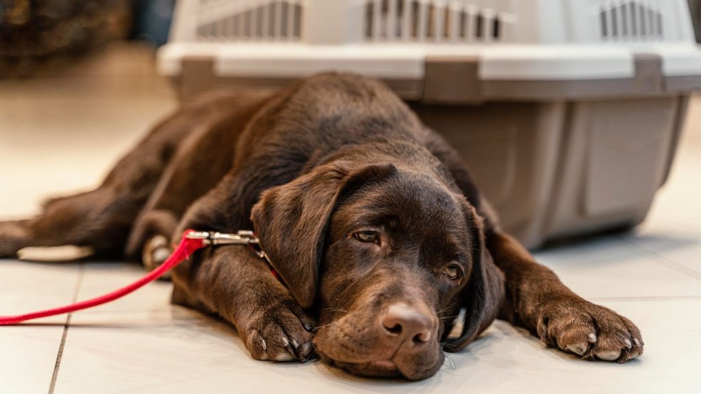Dog Seizures When to Put Down
