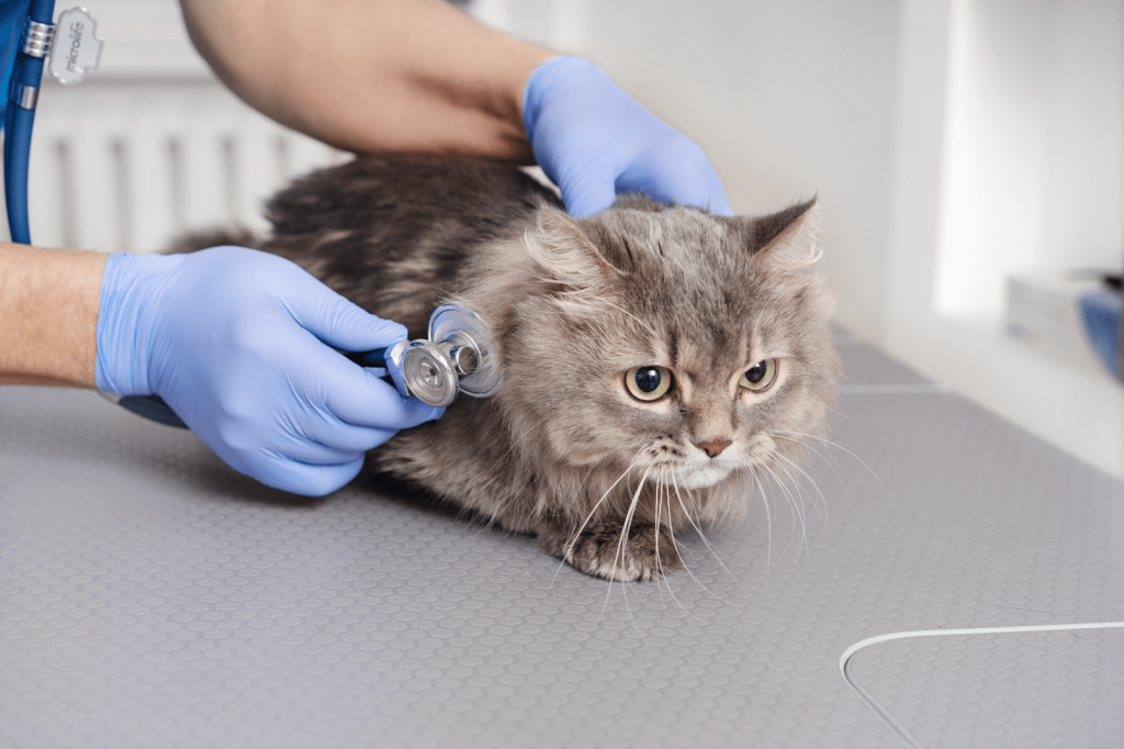 pet quality of life scale