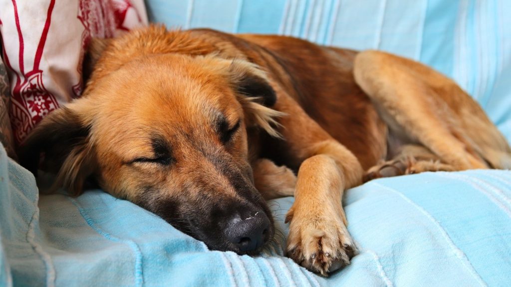 when should you euthanize a dog