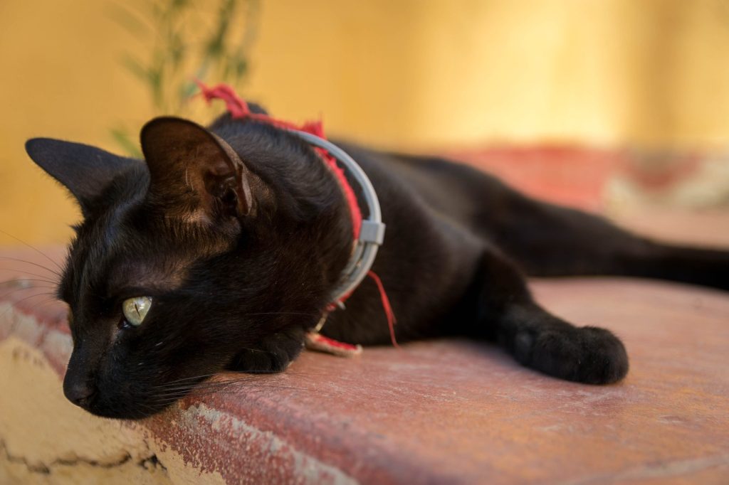 symptoms of chronic kidney disease in cats