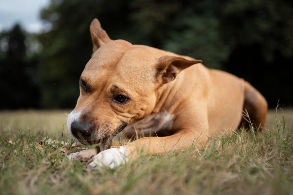 congestive heart failure in dogs