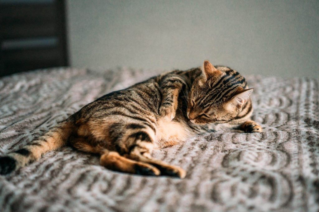 senior cat on a blanket for hospice care