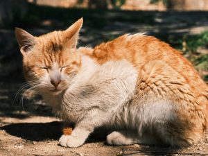 how do I know if my elderly cat is suffering