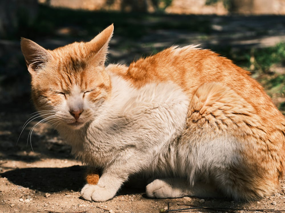 how do I know if my elderly cat is suffering