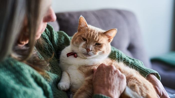 cat home euthanasia