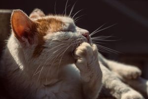 what are the symptoms of cat dementia