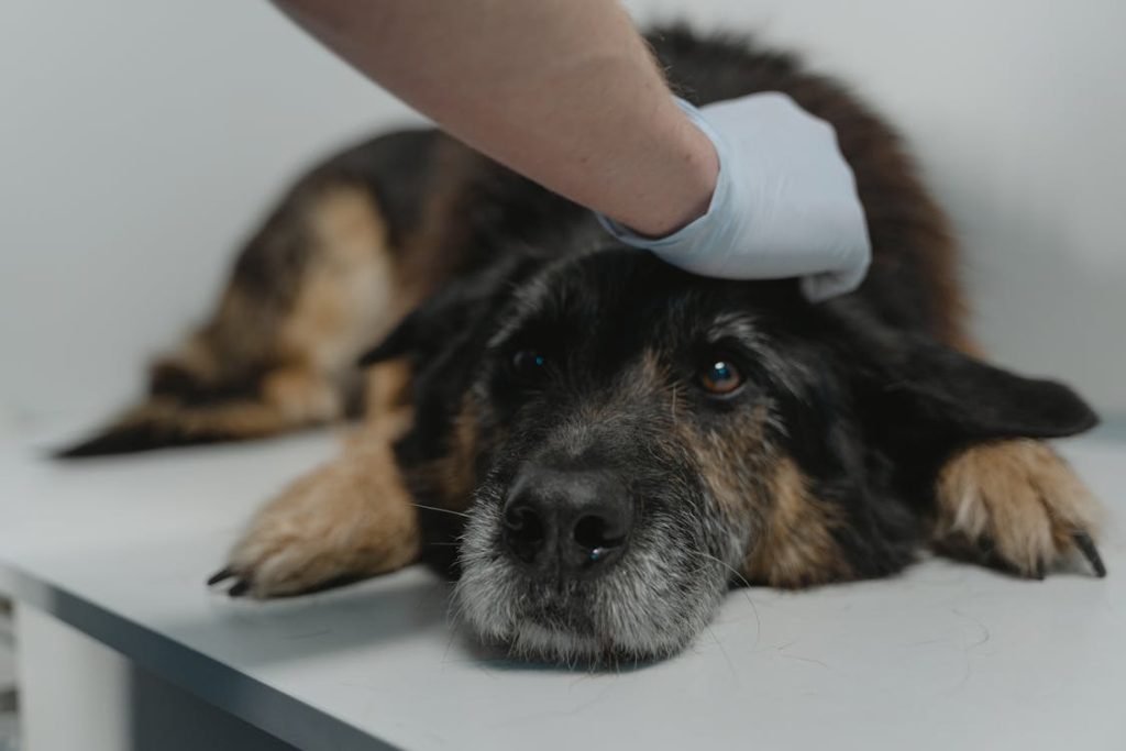 what is hospice care for dogs