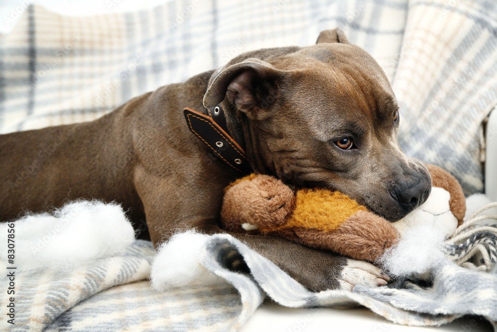 how to manage pain in dogs