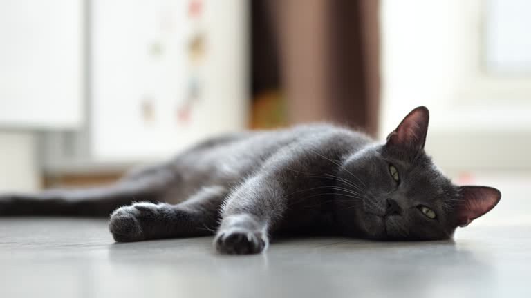 symptoms of hyperthyroidism in cats