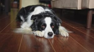 what can cause IVDD in dogs