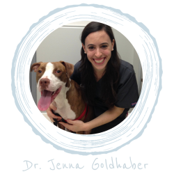 hospice and euthanasia veterinarian